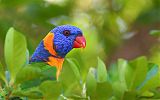 Red-collared Lorikeetborder=